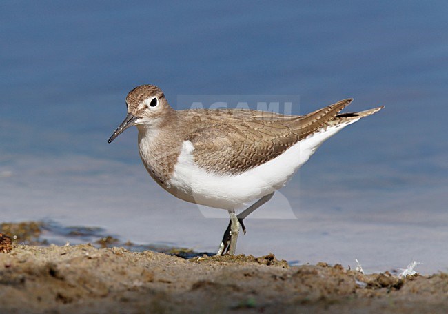 Oeverloper lopend en fouragerend langs slikkige, modderige oever van ven en plas; Common Sandpiper walking and foraging along muddy edge of pool, lake, fen stock-image by Agami/Ran Schols,