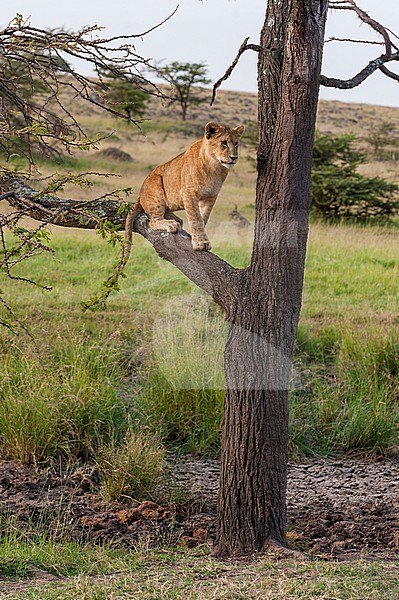 A lion cub, Panthera leo, sitting on a tree branch. stock-image by Agami/Sergio Pitamitz,