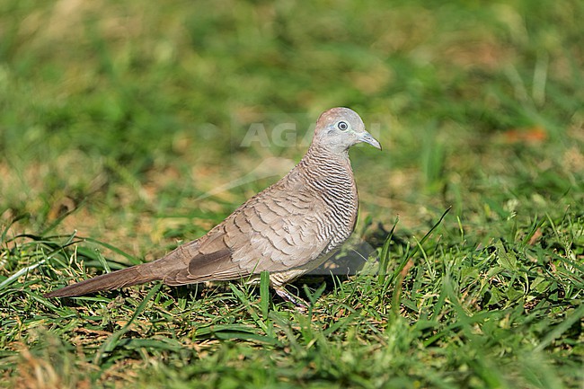 Adult
Honolulu, HI
March 2022 stock-image by Agami/Brian E Small,