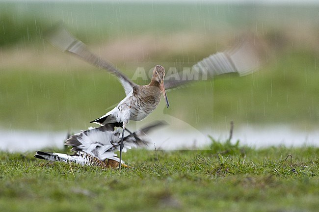 Twee baltsende Grutto's, Two displaying Black-tailed Godwits stock-image by Agami/Hans Germeraad,