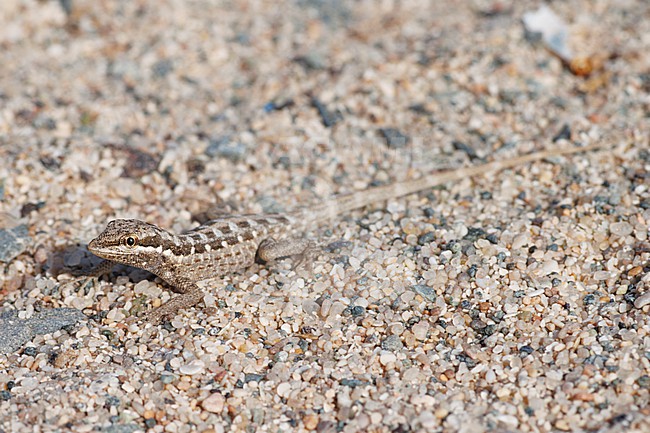 Masirah's Gecko (Pristurus masirahensis) taken the 01/03/2023 at Hilf, Masirah - Oman. stock-image by Agami/Nicolas Bastide,