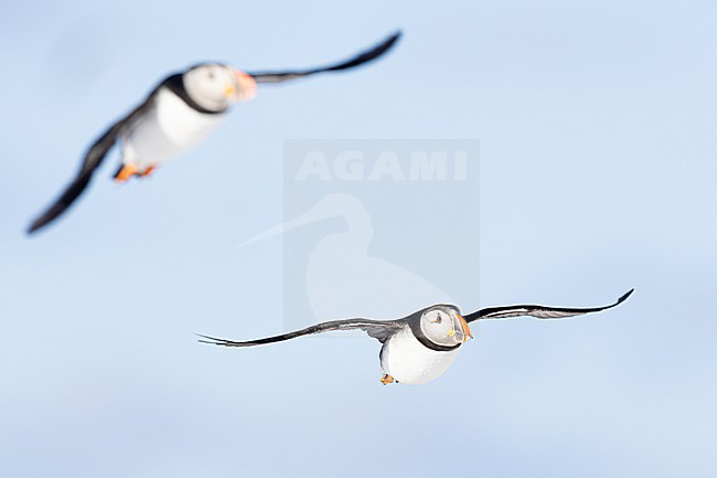  stock-image by Agami/Menno van Duijn,