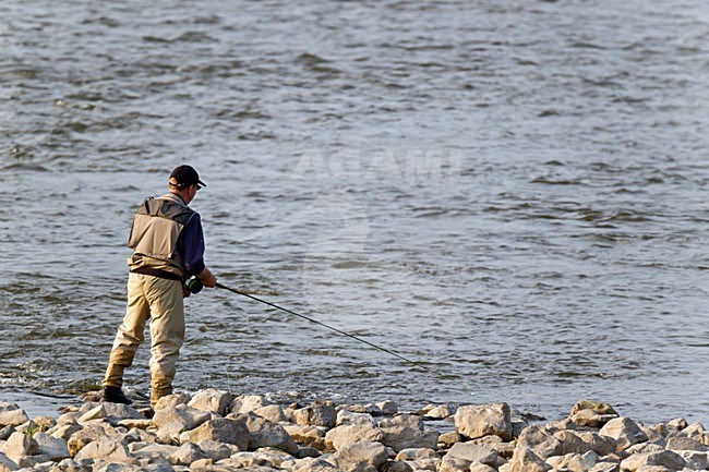 Vliegvisser vissend in stromend water van de Grensmaas. Fisherman fly-fishing in the river Meuse. stock-image by Agami/Ran Schols,
