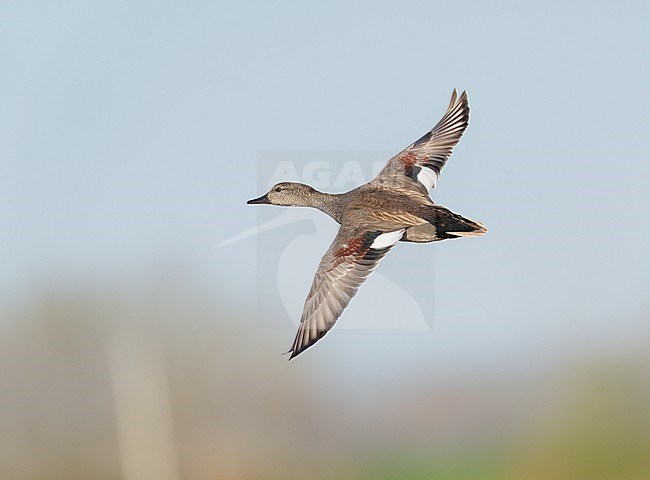 Flying adult male Gadwall (Mareca strepera) seen from above and showing upperwings stock-image by Agami/Ran Schols,
