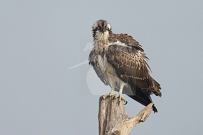 Visarend op oude boomstronk stock-image by Agami/Han Bouwmeester,