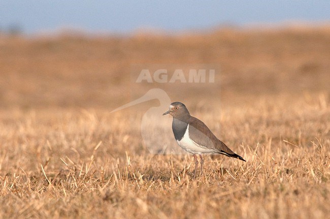 A solitary Black-winged Lapwing standing in a dry field in the Ethiopian highlands. stock-image by Agami/Jacob Garvelink,