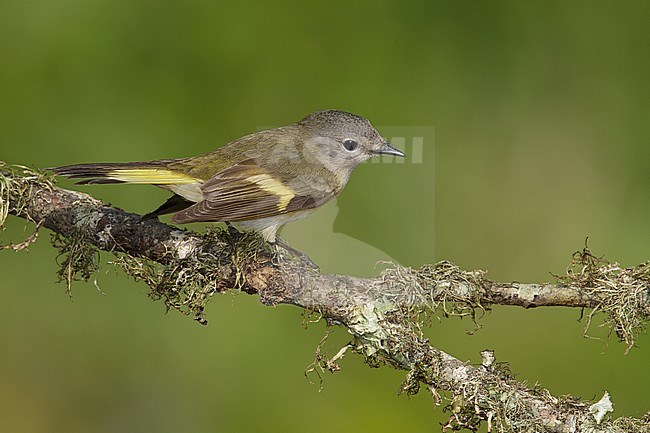 Vrouwtje Amerikaanse Roodstaart, Female American Redstart stock-image by Agami/Brian E Small,