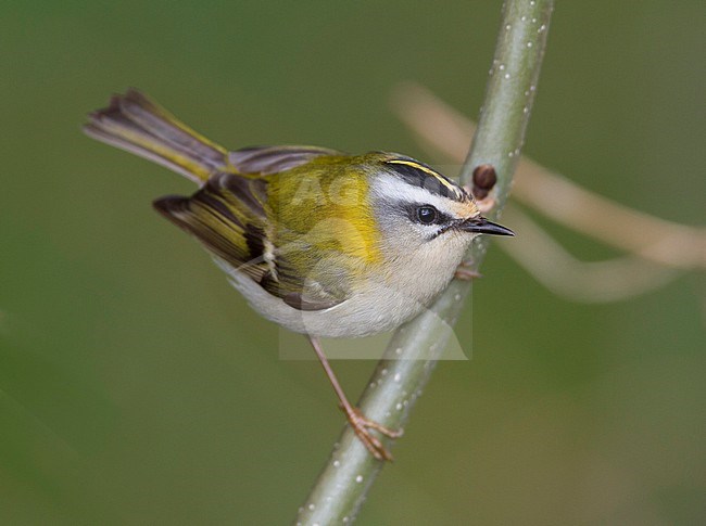 Firecrest - Sommergoldhähnchen - Regulus ignicapilla ssp. ignicapilla, Germany stock-image by Agami/Ralph Martin,