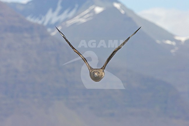 Great Skua flying; Grote Jager vliegend stock-image by Agami/Markus Varesvuo,