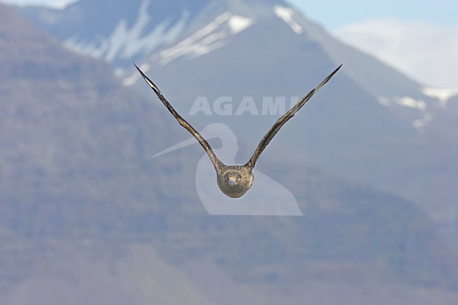 Great Skua flying; Grote Jager vliegend stock-image by Agami/Markus Varesvuo,