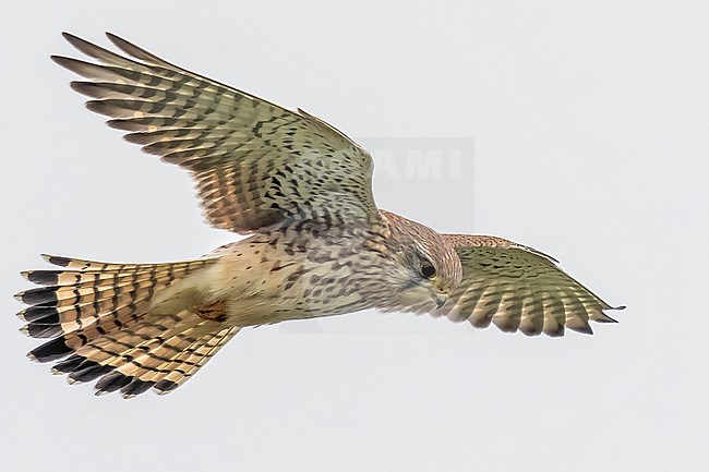 Juvenile male Common Kestrel (Falco tinnunculus tinnunculus) hovering over het Zwin, Retranchement, Zeeland, the Netherlands. stock-image by Agami/Vincent Legrand,