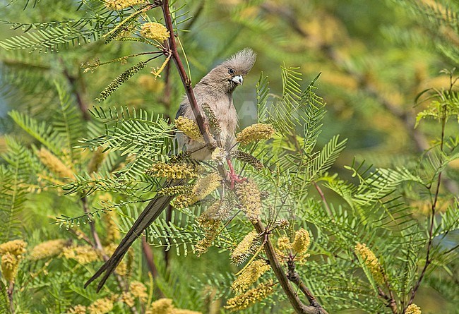 White-backed Mousebird (Colius colius) in South Africa. stock-image by Agami/Pete Morris,