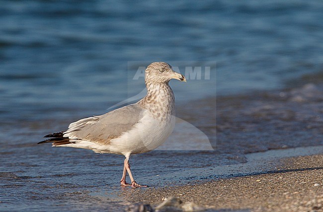 Near adult American Herring Gull (Larus smithsonianus) standing on the beach at the east coast of Florida in the United States. stock-image by Agami/Rafael Armada,