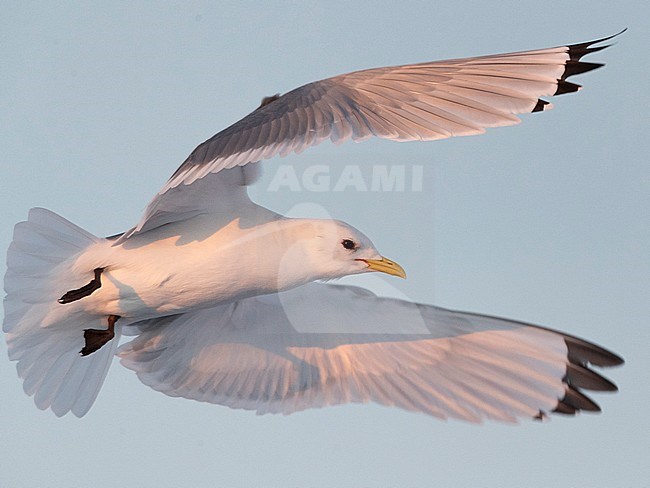 Adult Black-legged Kittiwake (Rissa tridactyla) in Vardo harbour, North Norway. Taking off during low winter light. stock-image by Agami/Marc Guyt,