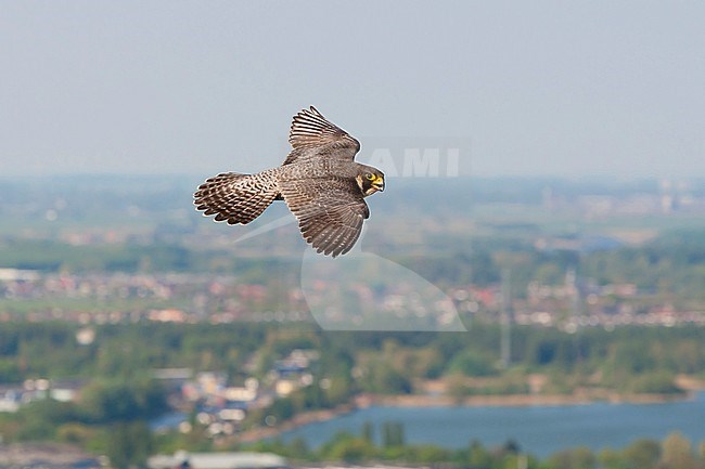 Slechtvalk in vlucht boven stad, Peregrine Falcon in flight above city stock-image by Agami/Wil Leurs,