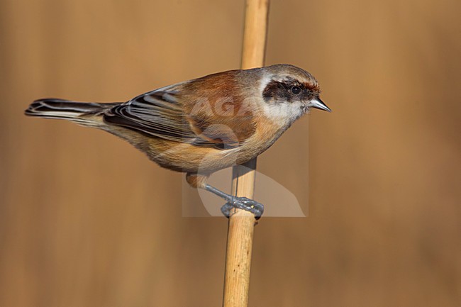 Buidelmees man zittend; Penduline Tit male perched stock-image by Agami/Daniele Occhiato,
