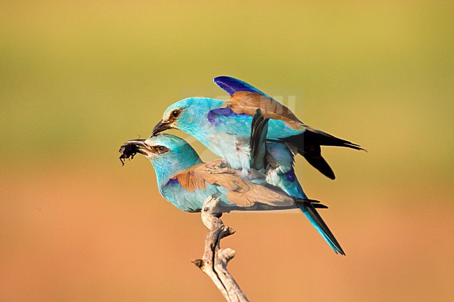 Paartje Scharrelaars blatsend en parend; Pair of European Rollers displaying and mating stock-image by Agami/Marc Guyt,
