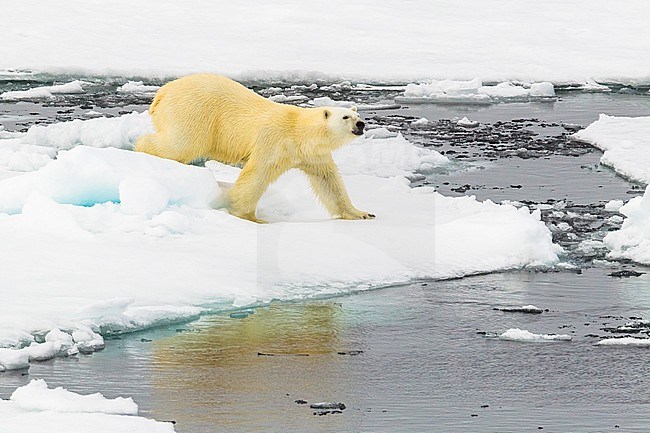 Polar Bear (Ursus marinus) 
Haussgarden, Greenland Sea.
Yauming, this Bear wandering along our ship. stock-image by Agami/Vincent Legrand,