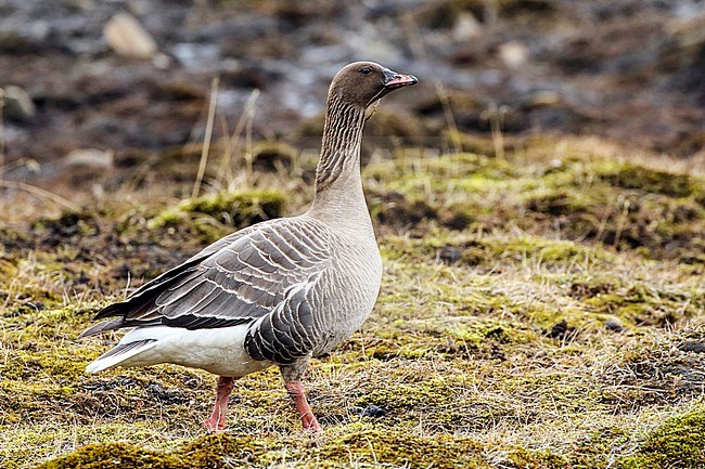 Pink-footed Goose, Kleine Rietgans, Anser brachyrhynchus stock-image by Agami/Onno Wildschut,