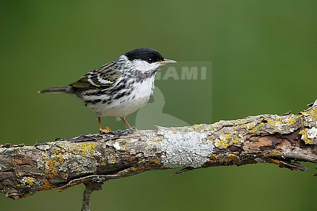 Adult male Blackpoll Warbler (Dendroica striata) during spring migration in Galveston County, Texas, USA. stock-image by Agami/Brian E Small,