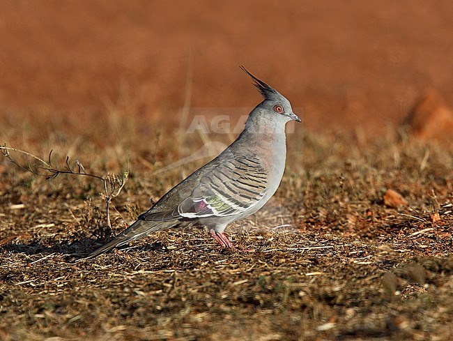 Crested Pigeon (Ocyphaps lophotes lophotes) adult standing in a bare field stock-image by Agami/Andy & Gill Swash ,