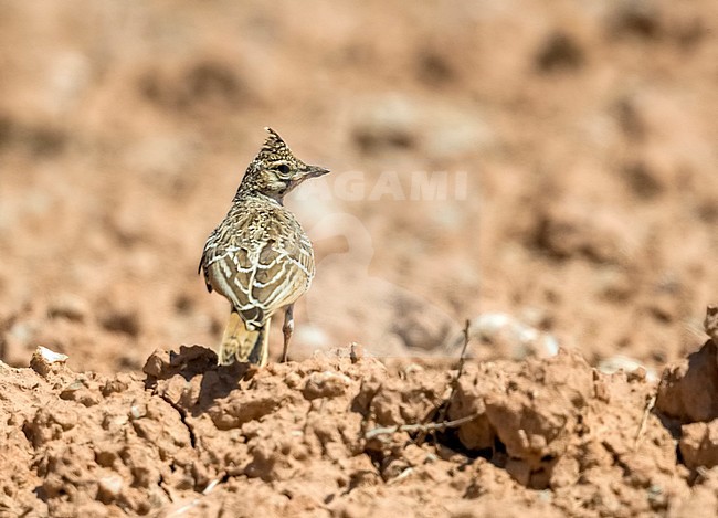 Juvenile Thekla Lark (Galerida theklae theklae) standing on the ground. stock-image by Agami/Rafael Armada,