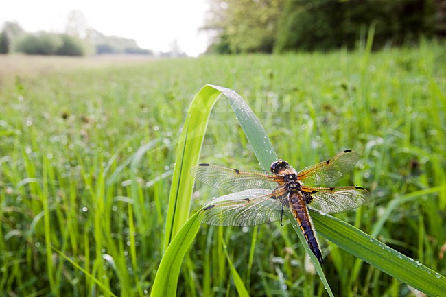 Viervlek, Four-spotted Chaser,  Libellula quadrimaculata stock-image by Agami/Theo Douma,