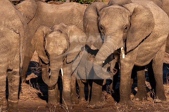 African elephants, Loxodonta africana, on the banks of the Chobe River. Chobe River, Chobe National Park, Kasane, Botswana. stock-image by Agami/Sergio Pitamitz,