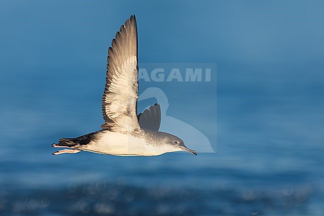 Yelkouan Shearwater (Puffinus yelkouan) in Italy. stock-image by Agami/Daniele Occhiato,
