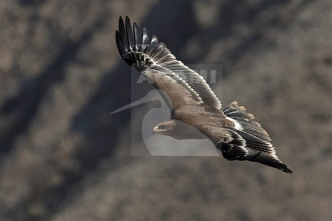 Steppe Eagle (Aquila nipalensis orientalis), juvenile bird in flight showing upperparts, dark hillslide as background in Oman stock-image by Agami/Kari Eischer,