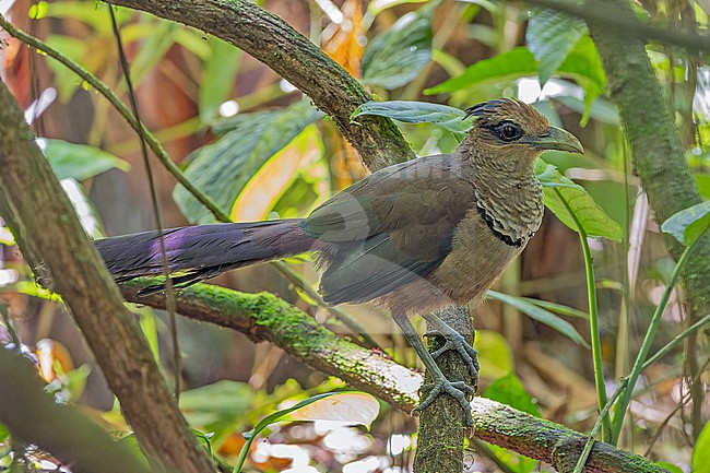 Rufous-vented ground Cuckoo, Neomorphus geoffroy salvini , in Panama. stock-image by Agami/Pete Morris,