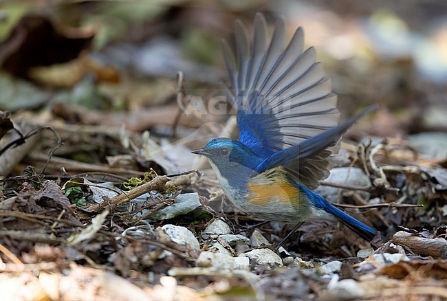 Male Himalayan Bluetail (Tarsiger rufilatus) perched at Doi Lang National Park, Thailand stock-image by Agami/Helge Sorensen,