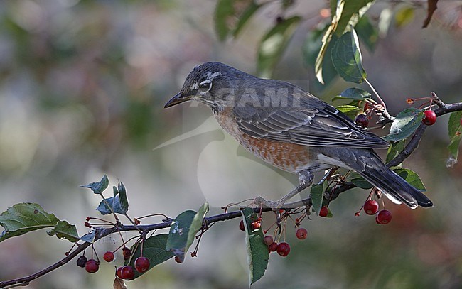 American Robin (Turdus migratorius),  female in bush with berries in New Jersey, USA stock-image by Agami/Helge Sorensen,