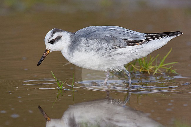 Wintering first-winter Grey Phalarope (Phalaropus fulicarius) at Waxham, Norfolk, England. stock-image by Agami/Steve Gantlett,