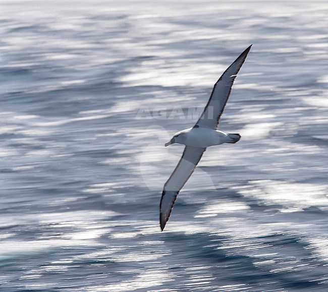 White-capped Albatross (Thalassarche steadi) flying above the southern pacific ocean off New Zealand. Photographed with slow shutterspeed and backlight. stock-image by Agami/Marc Guyt,