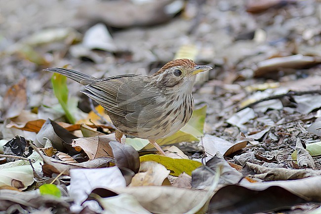 A close-up frontal view of a Pin-striped Tit-babbler (Mixornis gularis) foraging on the forest floor in between dead leaves. stock-image by Agami/Jacob Garvelink,