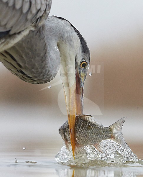 Blauwe Reiger vangt vis; Grey Heron catching fish stock-image by Agami/Markus Varesvuo,