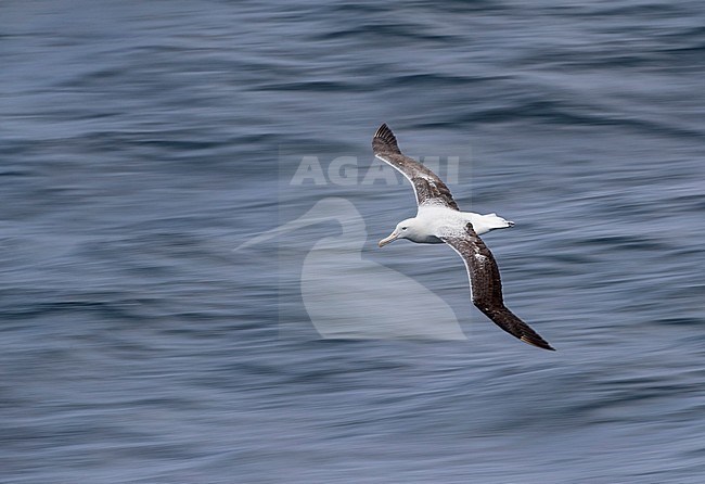 Adult Southern Royal Albatross (Diomedea epomophora) flying low over the Pacific Ocean between the Aucklands and Antipodes islands, New Zealand. Photographed with slow shutterspeed. stock-image by Agami/Marc Guyt,