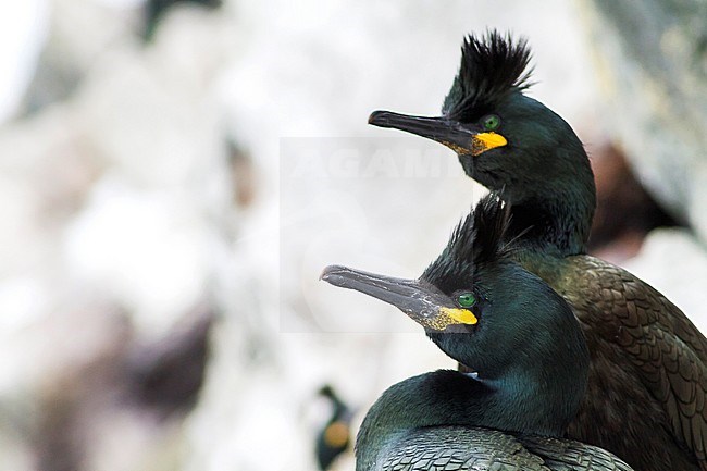 Adult European Shag (Phalacrocorax aristotelis aristotelis) in breeding colony in arctic northern Norway during breeding season. Closeup of the head against white background stock-image by Agami/Ralph Martin,