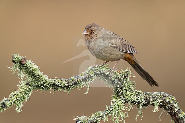 Adult 
Santa Barbara Co., CA
November 2022 stock-image by Agami/Brian E Small,
