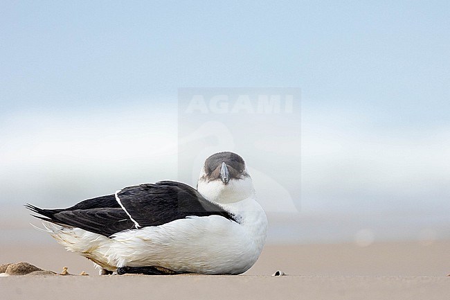  stock-image by Agami/Menno van Duijn,