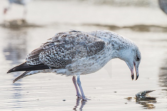 European Herring Gull, immature, standing, side, feeding, calling, larus argentatus argentatus stock-image by Agami/Menno van Duijn,