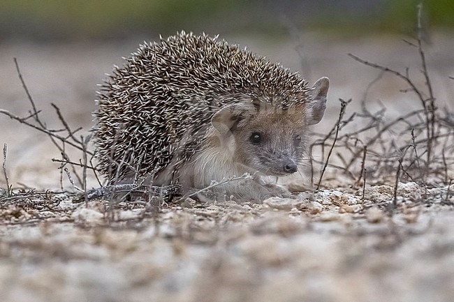 Long-eared Hedgehog (Hemiechinus auritus) sitting on the ground in Paramimni, Famagouste, Cyprus. stock-image by Agami/Vincent Legrand,