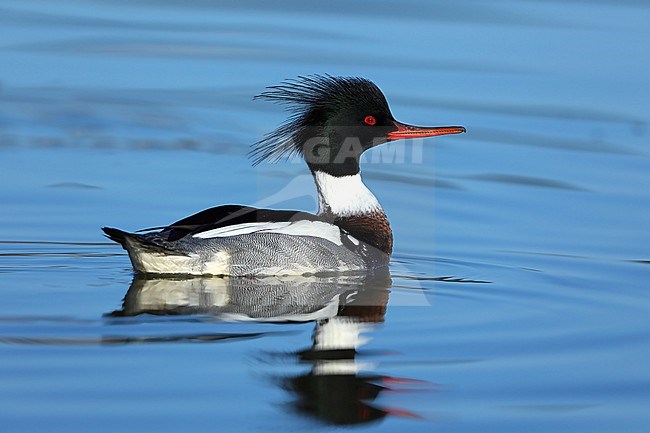 Red-breasted Merganser (Mergus serrator) taken the 05/02/2023 at Hyeres - France stock-image by Agami/Aurélien Audevard,