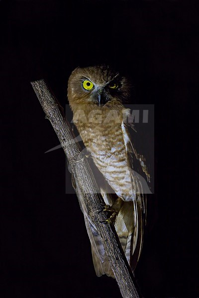 Tanimbar Boobook (Ninox forbesi) Perched on a branch at night in Tanimbar Island stock-image by Agami/Dubi Shapiro,