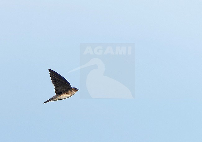 Wintering Grey-throated Martin (Riparia chinensis) in India. stock-image by Agami/Dani Lopez-Velasco,