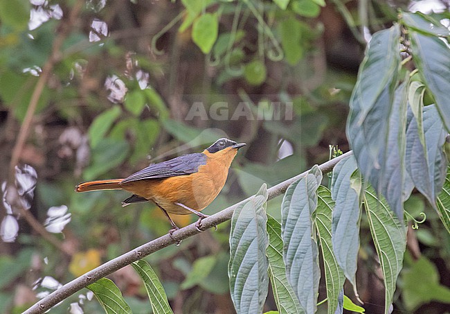 Rüppell's Robin-Chat (Cossypha semirufa) in Tanzania. stock-image by Agami/Pete Morris,