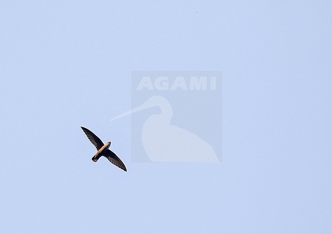Grey-rumped Swift (Chaetura cinereiventris) in Colombia. stock-image by Agami/Pete Morris,