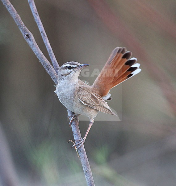  stock-image by Agami/James Eaton,