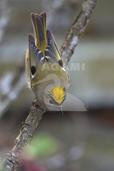 Goldcrest (Regulus regulus), adult female perched on a diagonal branch showing upperparts, Finland stock-image by Agami/Kari Eischer,